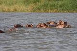 Ethiopia - Lago Chamo - Ippopotami - Hippos - 07